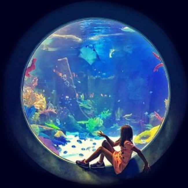 Istanbul: Aquarium Ticket with Shuttle Bus from Sultanahmet - Who This Tour Fits Best (And Who Might Prefer Another Plan)