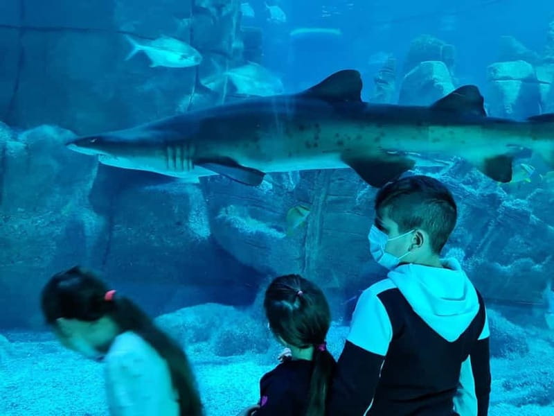 Istanbul: Aquarium Ticket with Shuttle Bus from Sultanahmet - Shopping Mall Location: Plan Your Breaks and Meal Around the View