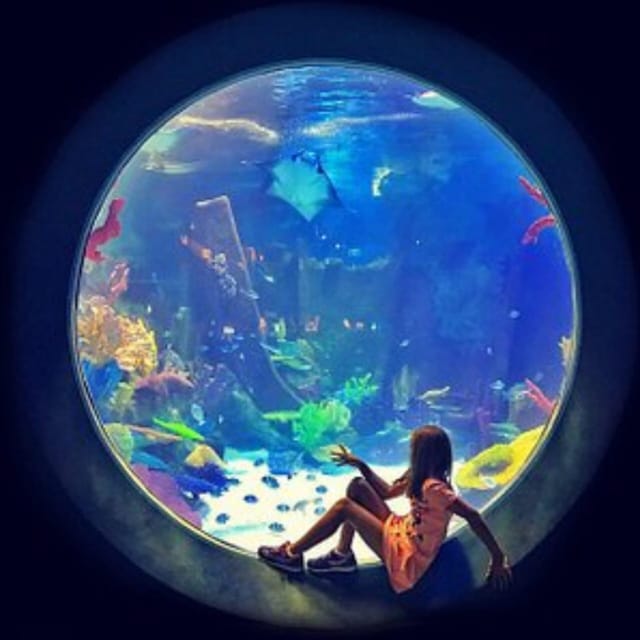 Istanbul: Aquarium Ticket with Shuttle Bus from Sultanahmet - Timing and How Long You’ll Need Inside