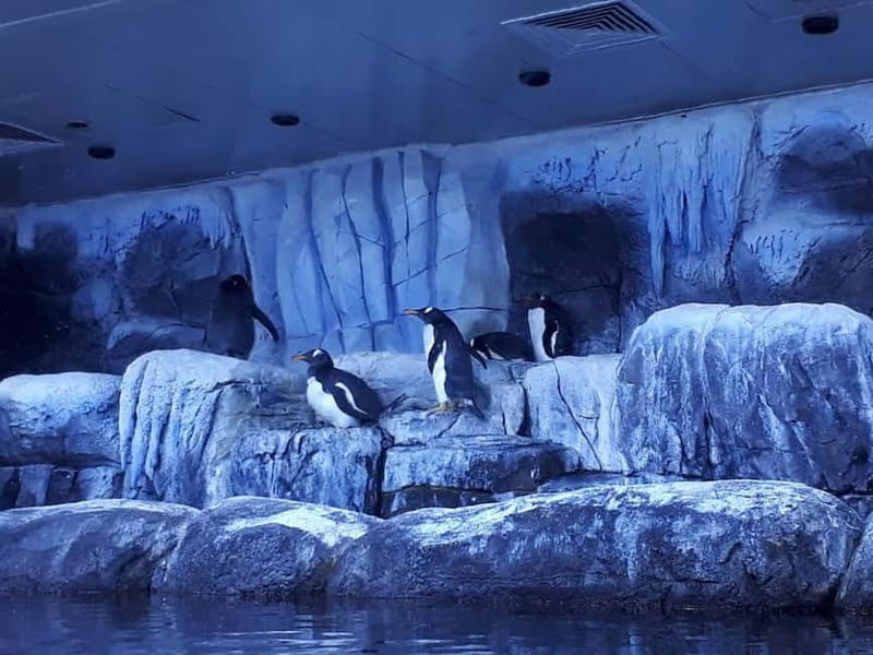 Istanbul: Aquarium Ticket with Shuttle Bus from Sultanahmet - Shuttle Reality: What to Do So the Day Stays Easy