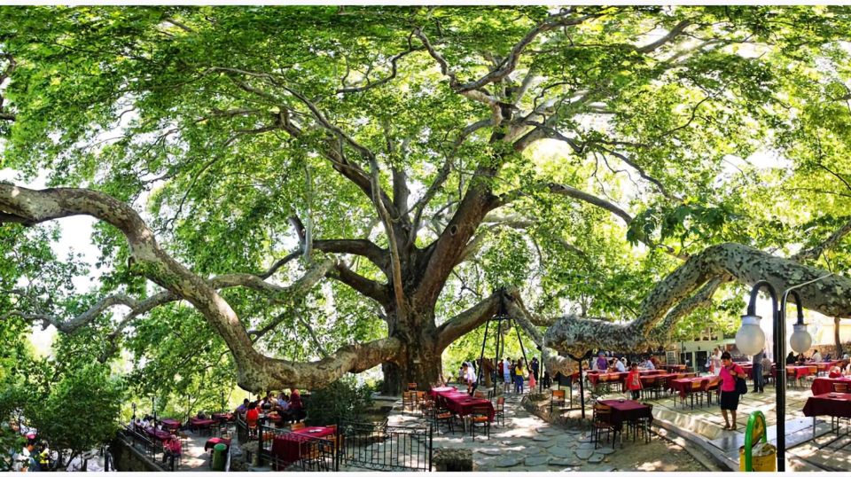 Istanbul: Bursa & Uludag Mountain Day Trip w/ Opt. Cable Car - The living landmark: İnkaya’s 610-year-old plane tree